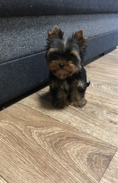 Плюшеві пухнастики