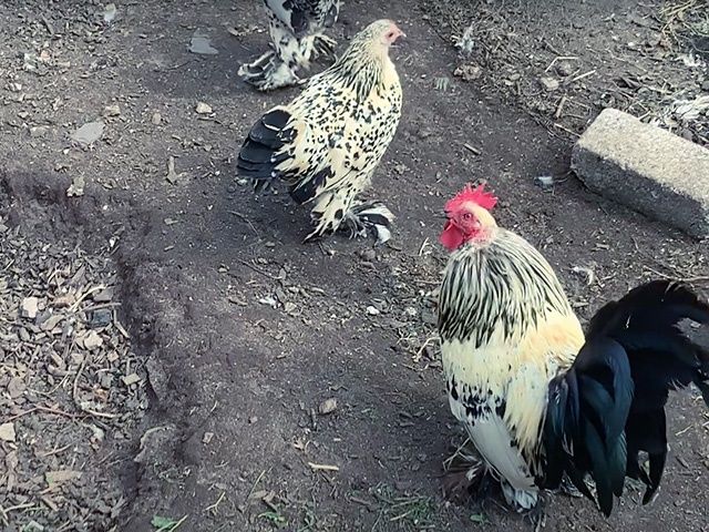 Яйце на інкубацію від породистих курей. Шабо мармуровий, спліш, лимон.