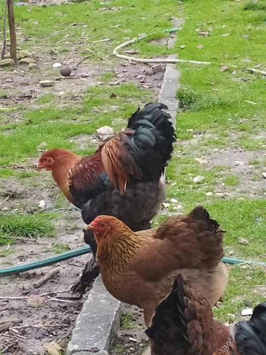 Galo Brahma Perdiz