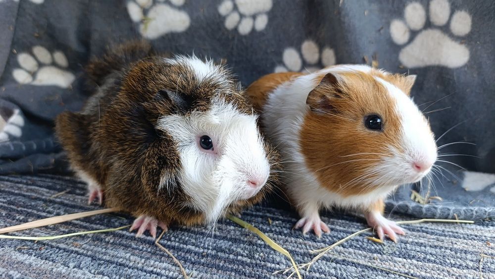 Różne Świnki morskie cavia domowa