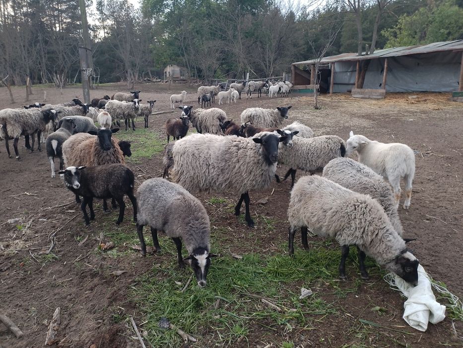 Вівці, овцы, ягнята .