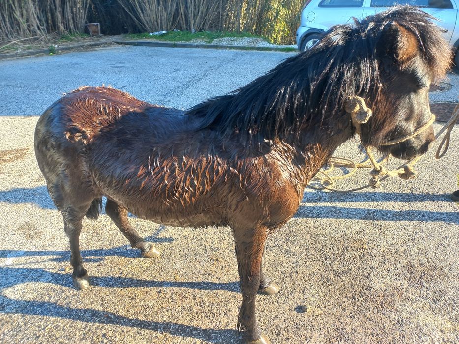 Vendo ponei manso para crianças