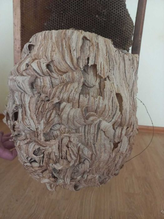 Гніздо шершнів для декору