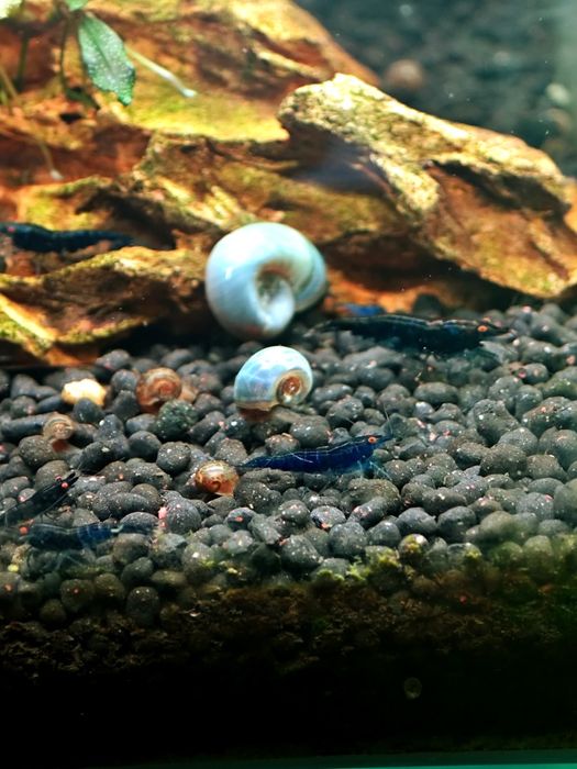 Camarão neocaridina olhos laranja