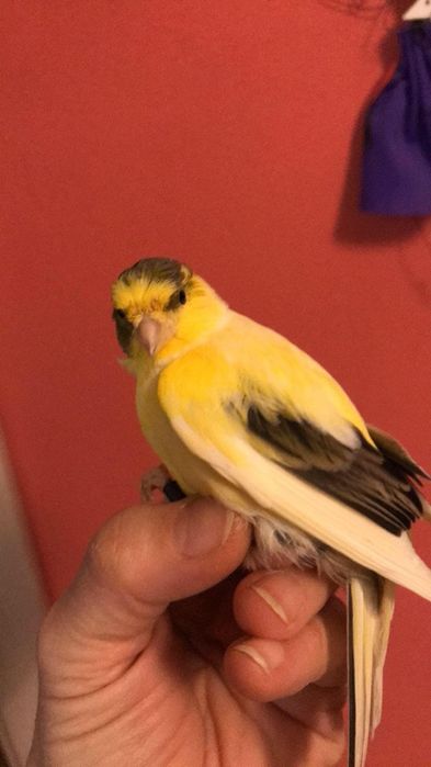 Sprzedam kanarki timbradory