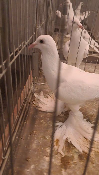 Bocian dolnośląski