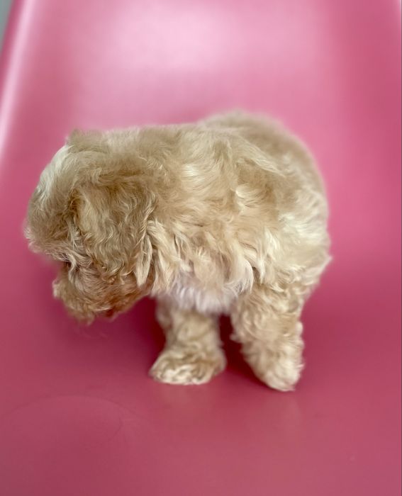 Maltipoo f1•sunia