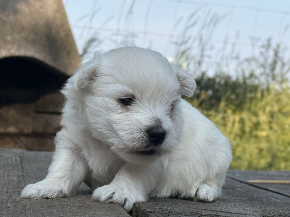 Sprzedam szczeniaka west highland white terrier