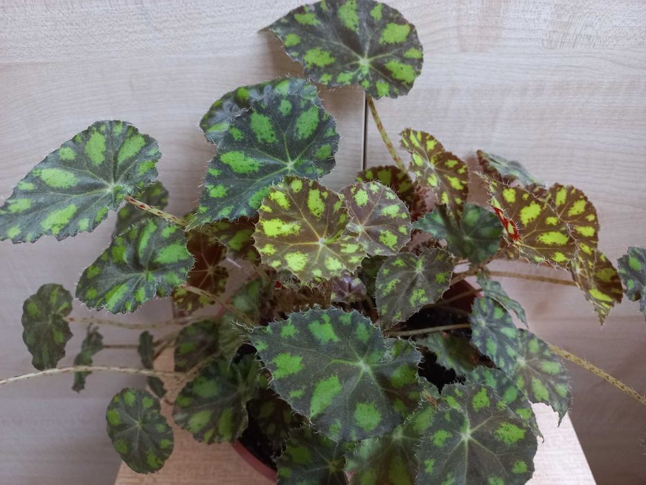 Бегония тигровая (комнатное растение)