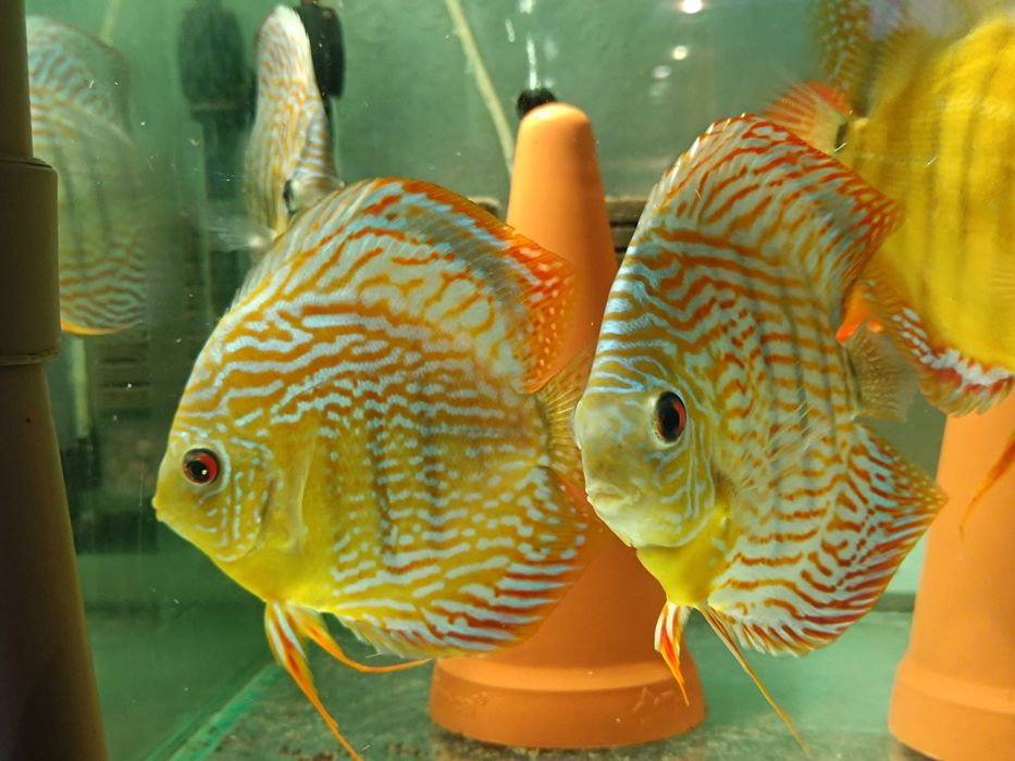 Paletki Dyskowce Pary