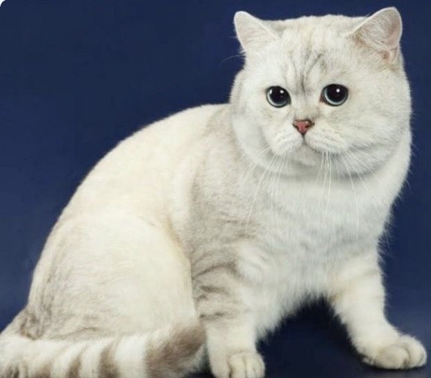 Шотландец, вязка