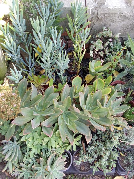 Suculentas variadas e agaves