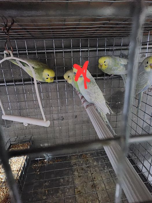 Piriquitos australianos arco íris mutações de 2025