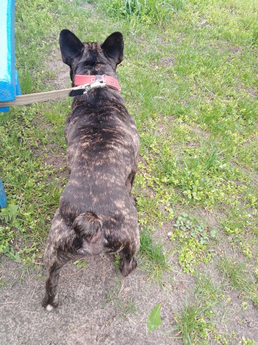 Французский бульдог вязка