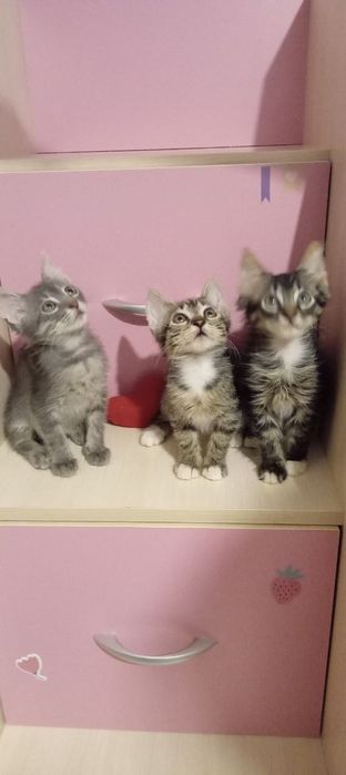 Отдадим    котят