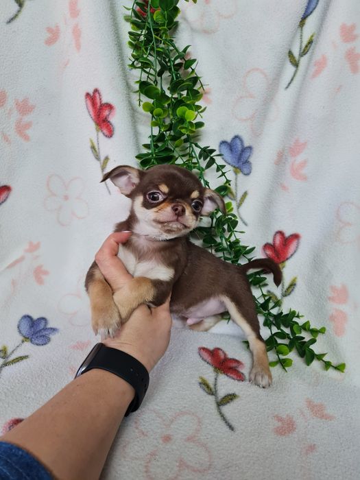 Excecional menino mini Chihuahua/Chiuaua de Qualidade