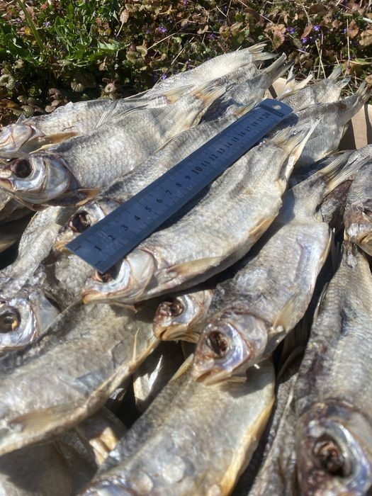 Вобла икряная на 100% 0.5 кг  (Вобла вяленая, вобла вялена)