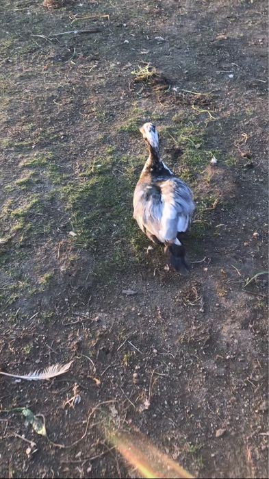 Patos mudos fortes