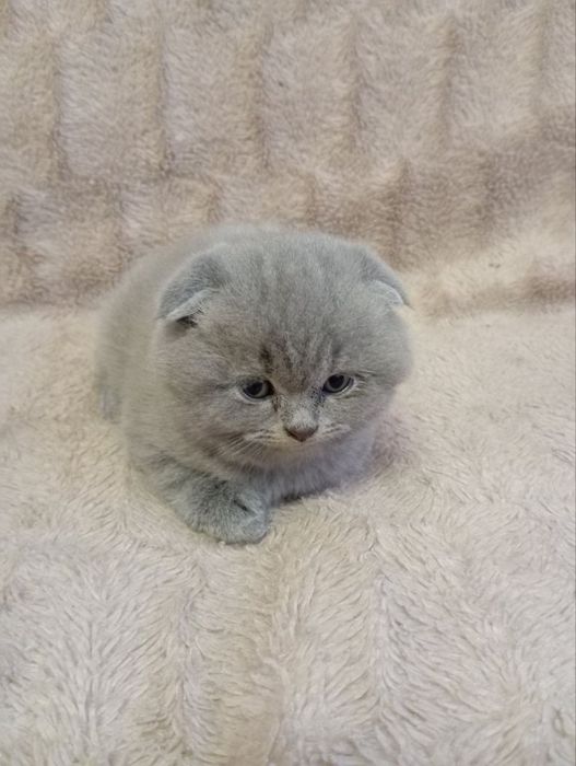 Британські котенята