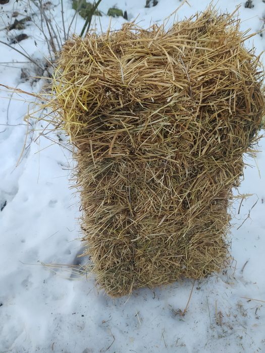 Продам тюки люцерни