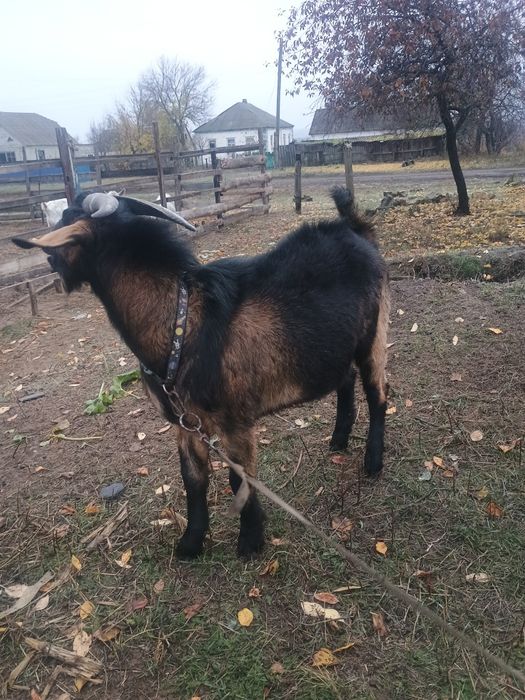 Продам племінного козла