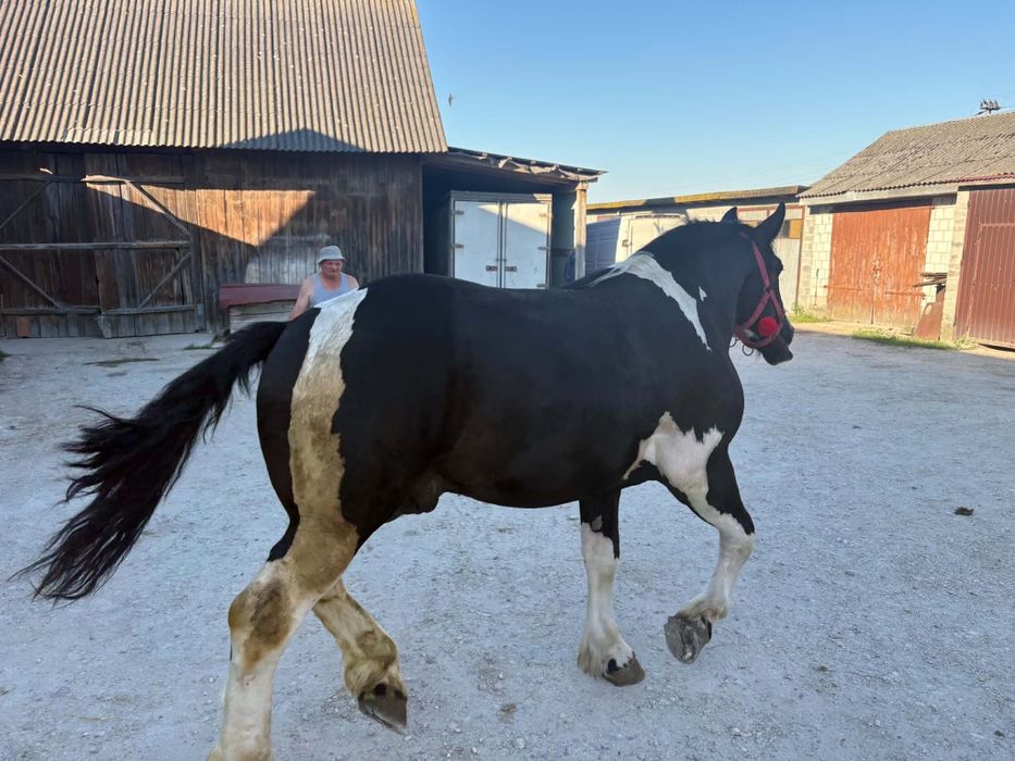 Ogierek zimnokrwisty