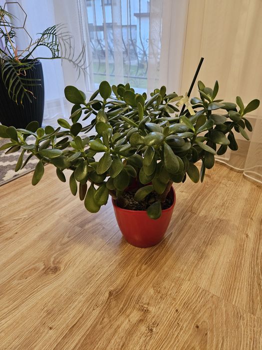 Grubość,  drzewko szczęścia bardzo duże 50cm