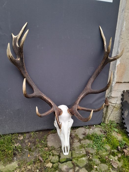 Poroże rogi zrzuty wieniec jelenia byka.