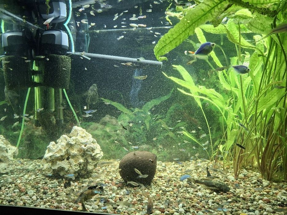 Akwarium 300l z życiem