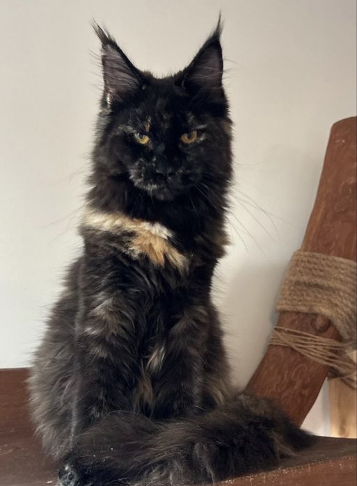kotka maine coon szylkretka