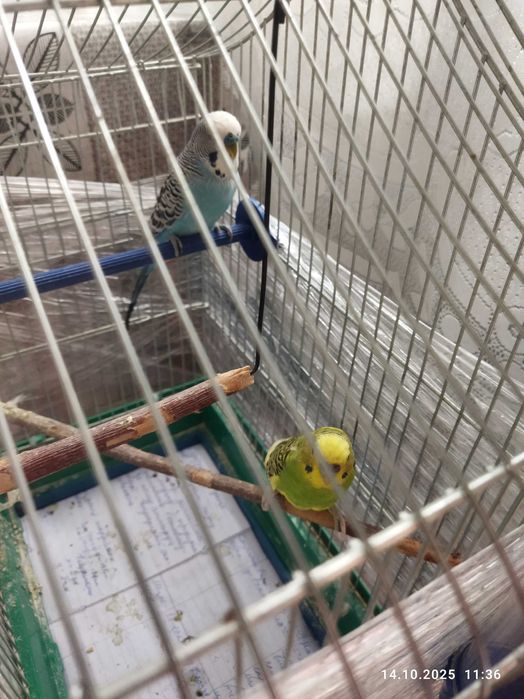 Продам клітку для папуг