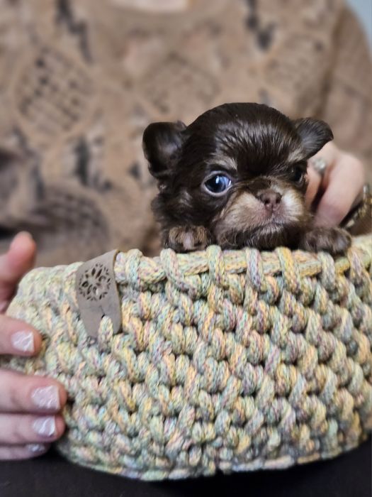 Chihuahua prześliczny chłopiec