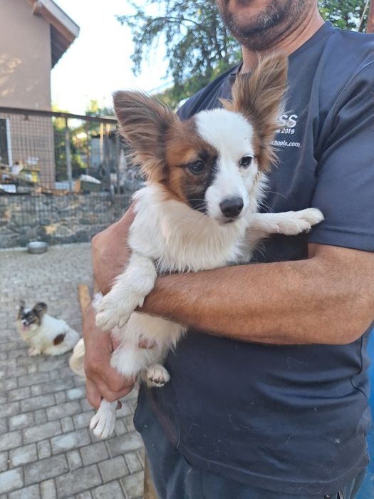 Жужа девочка папильон