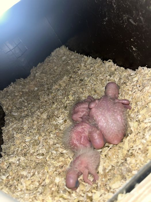 Papagaio amazona Aestiva aestiva