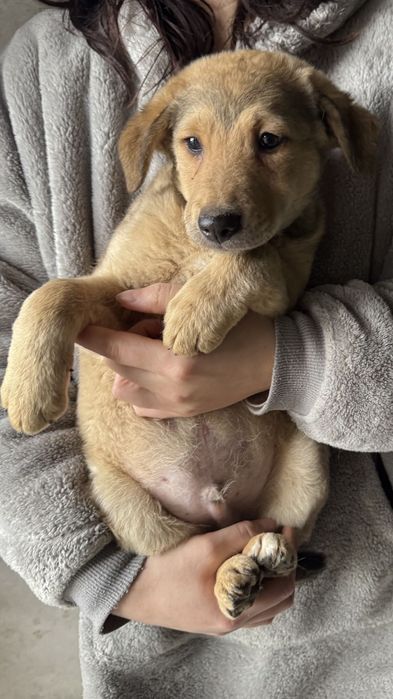 Cachorro para adoptar