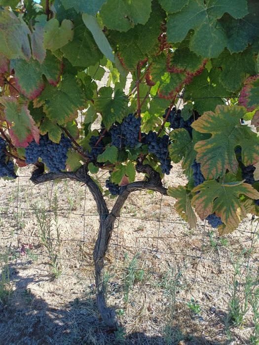 Uvas brancas e tintas para vinho