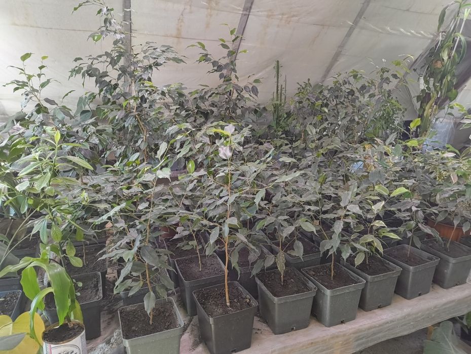 Монстера Фікус Бенджаміна Вазон