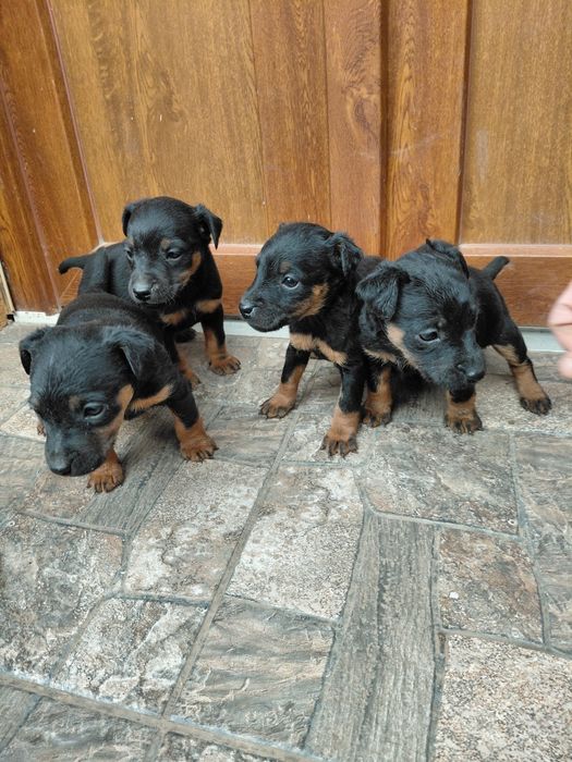 Продаються щенята Ягдтер'єр 
Зроблені прививки та
купірува