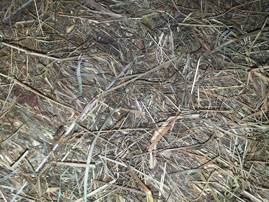 Siano w kostkach Ekologiczne Transport