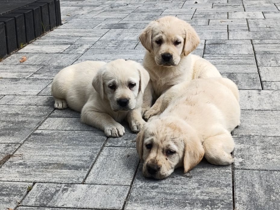 Labrador retriever