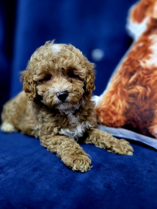 Maltipoo cudny piesio jak owieczka