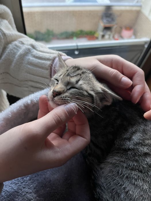 Gatinha para adoçao muito meiga