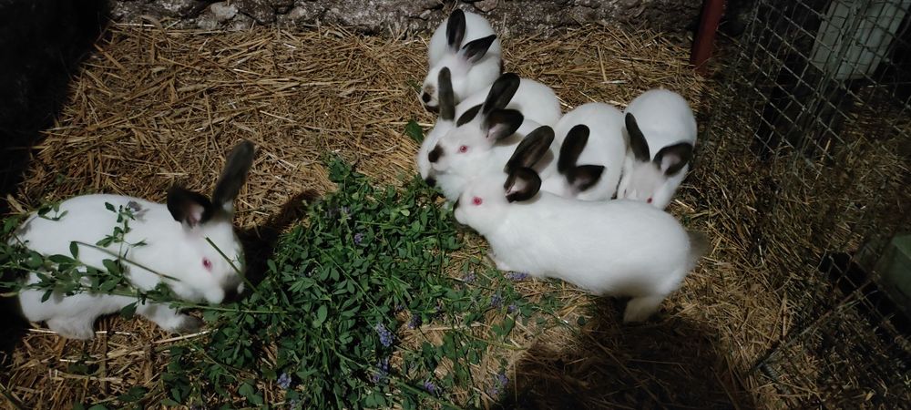 Króliki Kalifornijskie