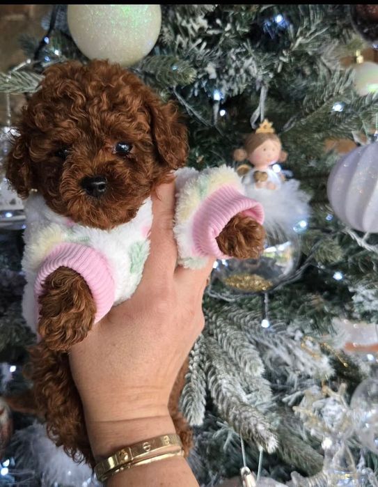 Тікап той пудель шикарнючий малиш.темний ред браун