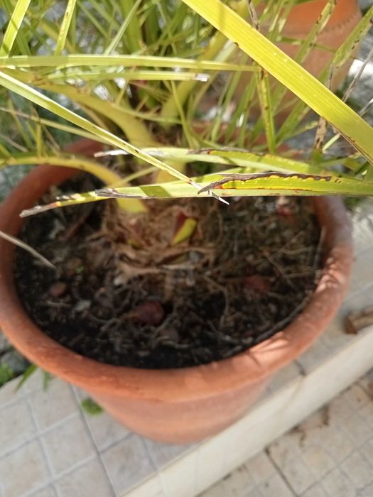 Palmeira muito bonita