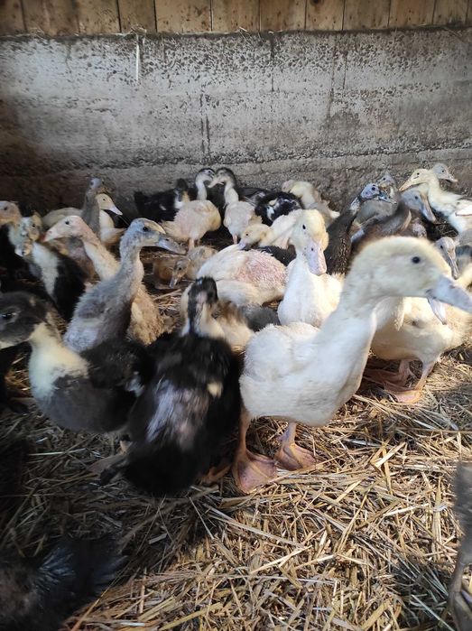 Sprzedam kaczki Brojler 5 tyg