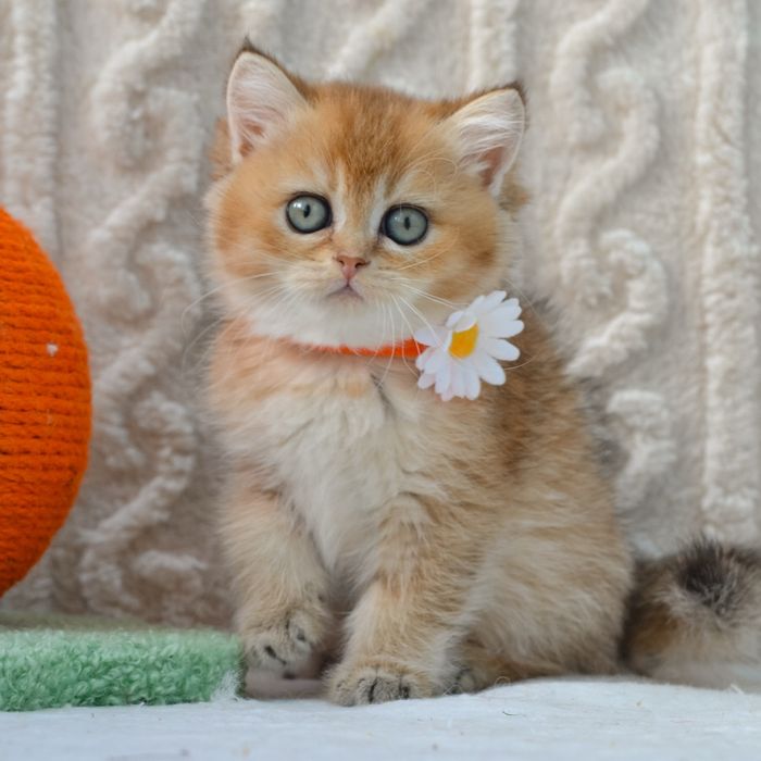 Золотиста британочка