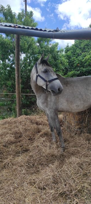 Égua PSL Veiga letra Q montada