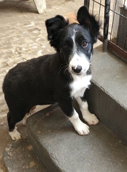 Border collie fêmea pura