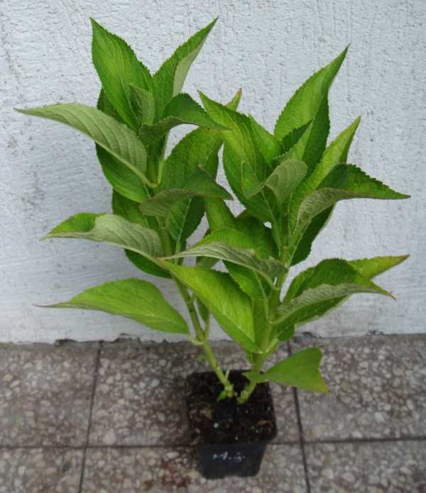 HORTENSJA Mariesii Grandiflora - sadzonki w doniczkach